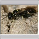 Crossocerus wesmaeli - Grabwespe 07b 7mm mit Fliege.jpg